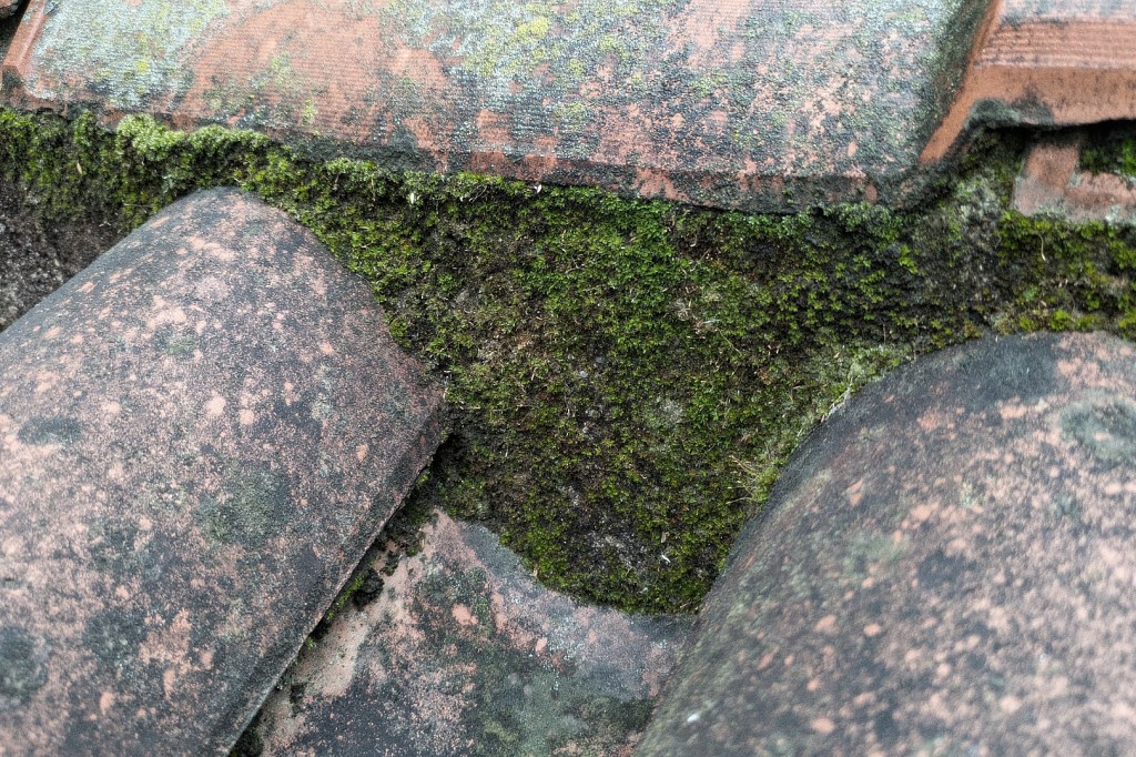 Moss and brick
